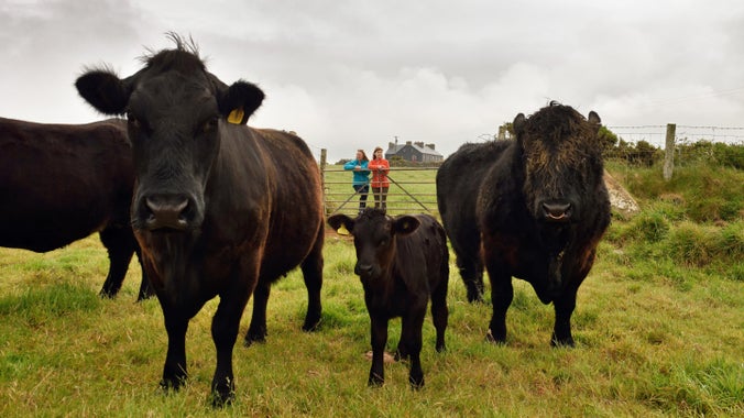 Welsh Black cattle standing in field with people with leaning on a gate in the background